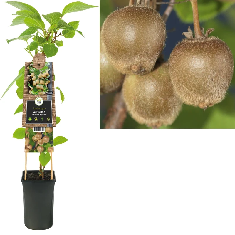 Kletterpflanze Actinidia deliciosa Hayward (Kiwi)