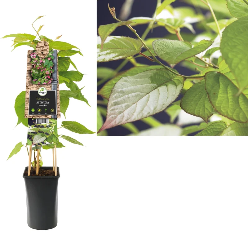 Kletterpflanze Actinidia kolikta (Kiwi)