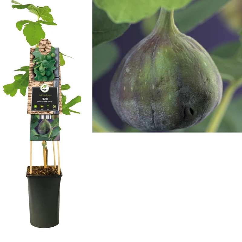 Kletterpflanze Ficus carica Braune Türkei (Feige)