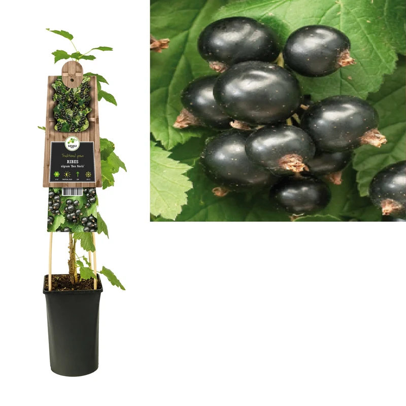 Kletterpflanze Ribes nigrum Ben Nevis (Schwarze Johannisbeere)