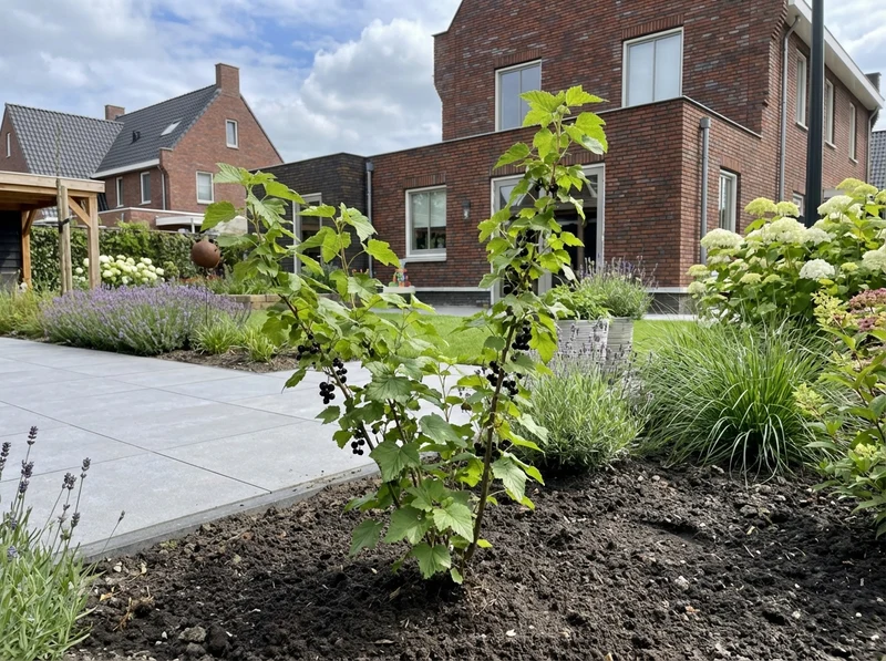 Kletterpflanze Ribes nigrum Ben Nevis (Schwarze Johannisbeere)