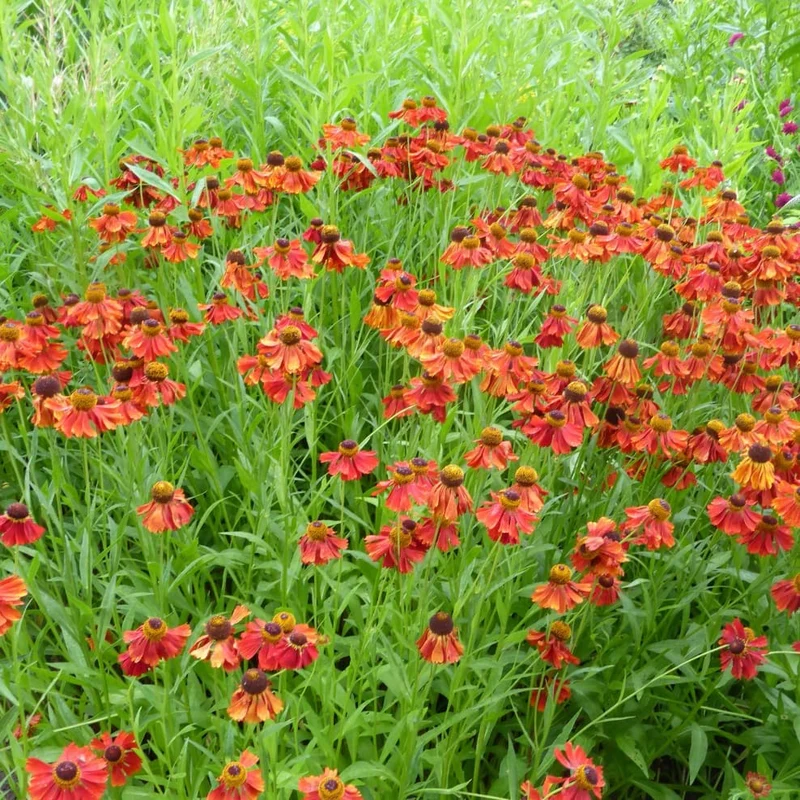 Sonnenbraut 'Moerheim Beauty' Rot