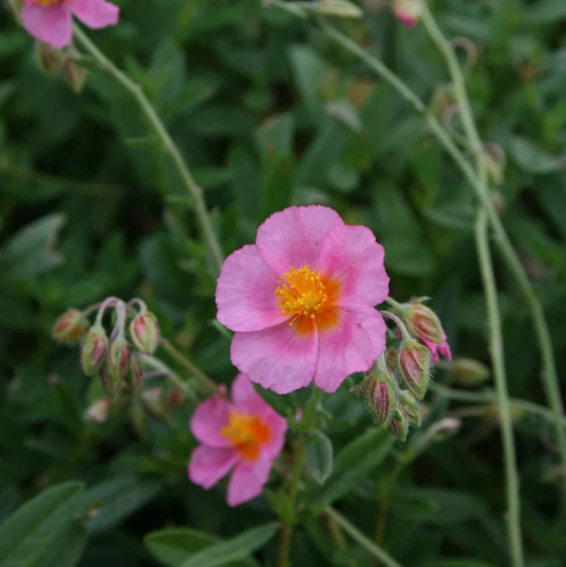 Sonnenröschen 'Lawrensons Pink' Rosa