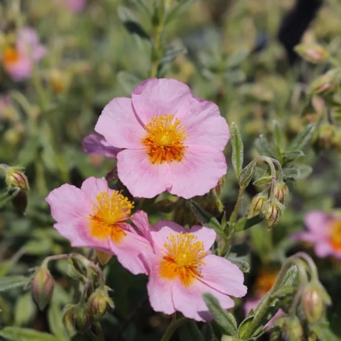 Sonnenröschen 'Lawrensons Pink' Rosa