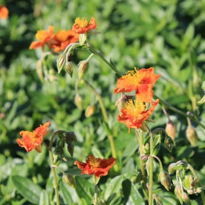 Sonnenröschen 'Watergate Orange' Gelb