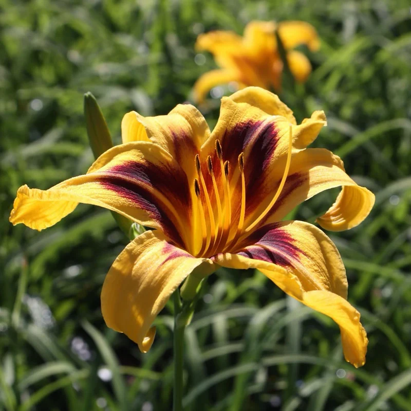 Taglilie 'Bonanza' Gelb