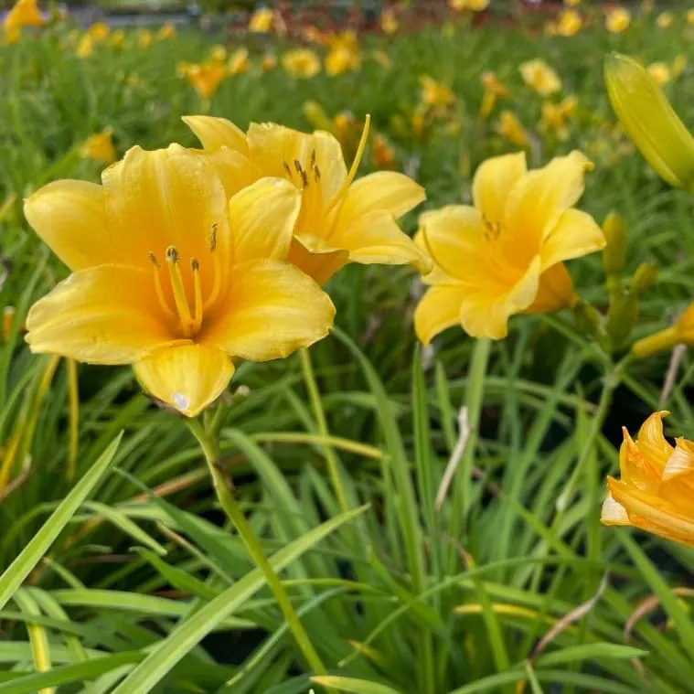 Taglilie 'Stella d'Oro'