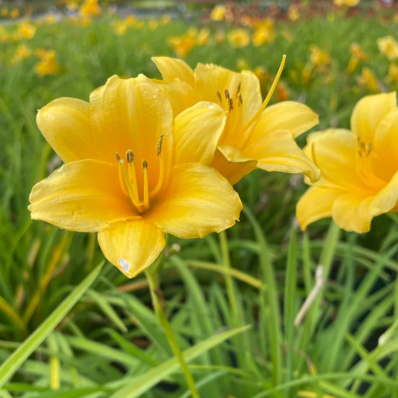 Taglilie 'Stella d'Oro'