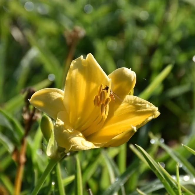Taglilie 'Stella d'Oro'