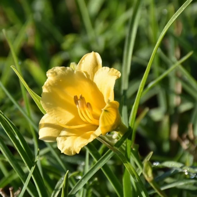 Taglilie 'Stella d'Oro'