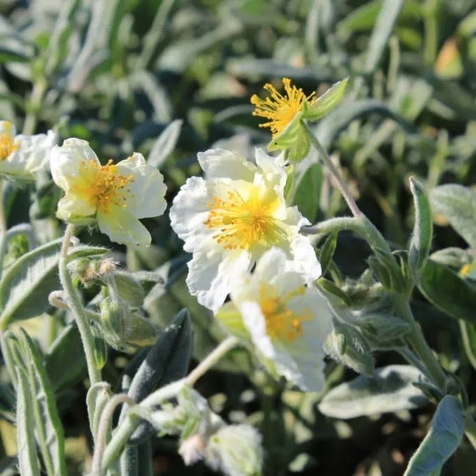 Sonnenröschen 'Snow Queen' Weiß