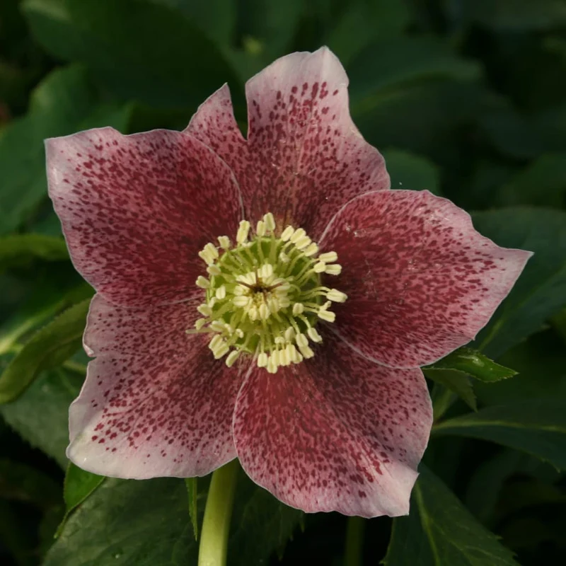 Lenzrose 'Montsegur' Rot