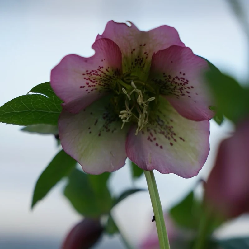 Lenzrose 'Montsegur' Rot