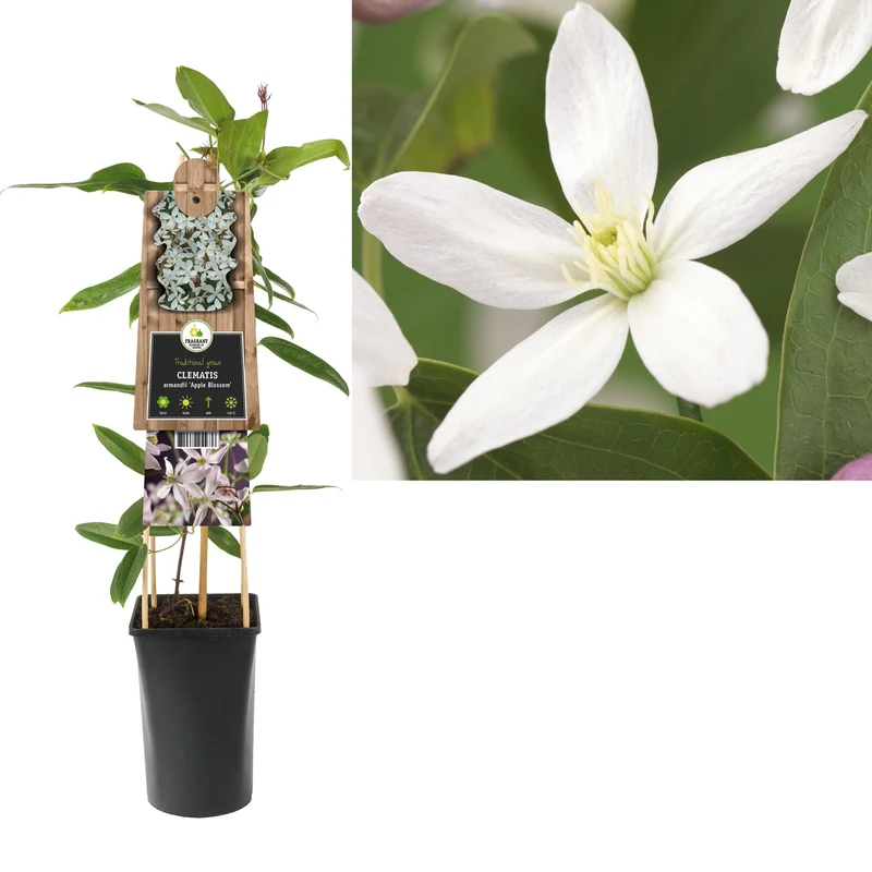 Kletterpflanze Clematis armandii Apfelblüte (Cocktail)