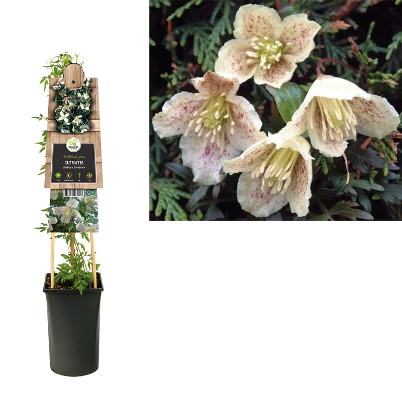 Kletterpflanze Clematis cirrhosa balearica (Preiselbeere)