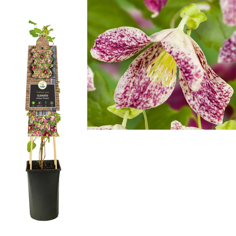Kletterpflanze Clematis cirrhosa Freckles (Cowberry)