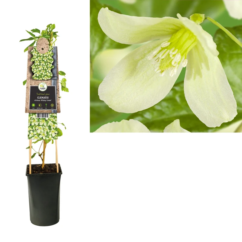 Kletterpflanze Clematis cirrhosa Wisley Cream (Kissen)