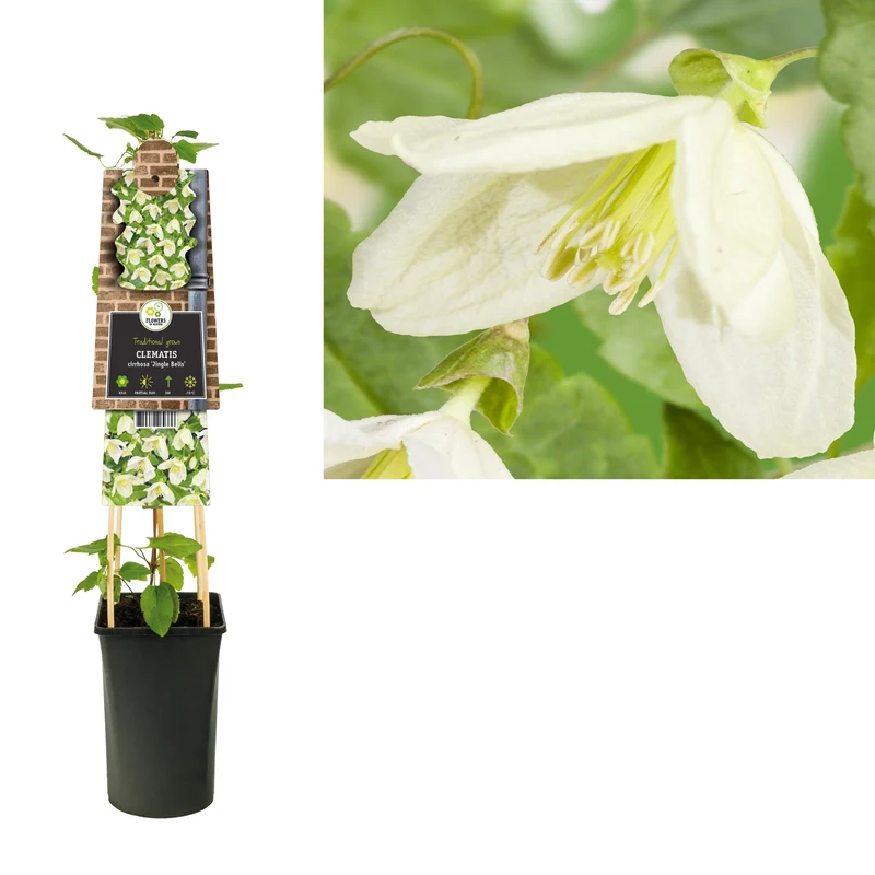 Kletterpflanze Clematis cirrhosa Jingle Bells (Cowberry)