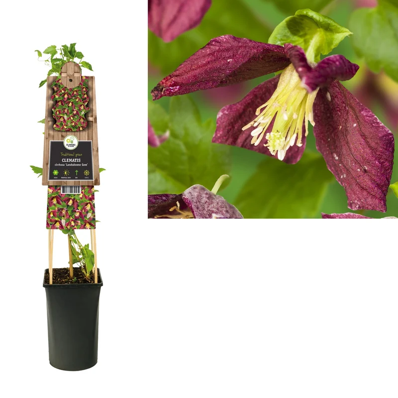Kletterpflanze Clematis cirrhosa Landsdowne Gem (Cushing-Ranke)