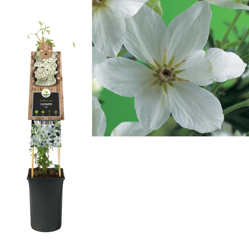 Immergrüne Kletterpflanze Clematis Joe (Clematis Joe)