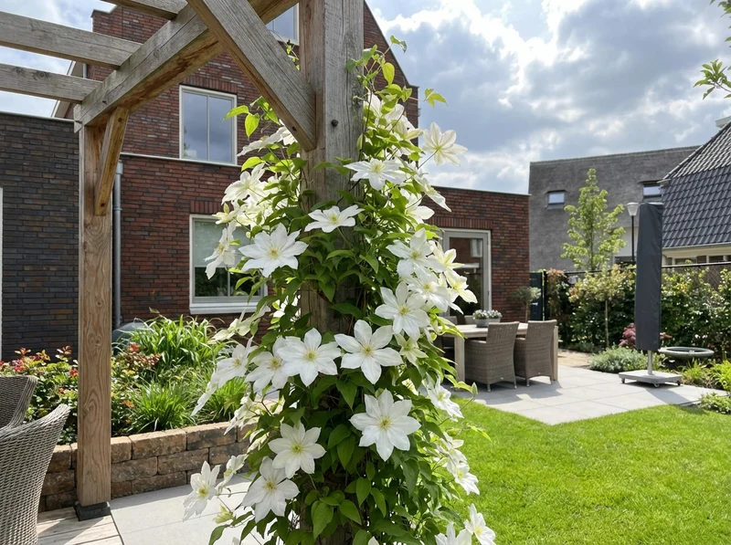 Immergrüne Kletterpflanze Clematis Early Sensation (Clematis Early Sensation)