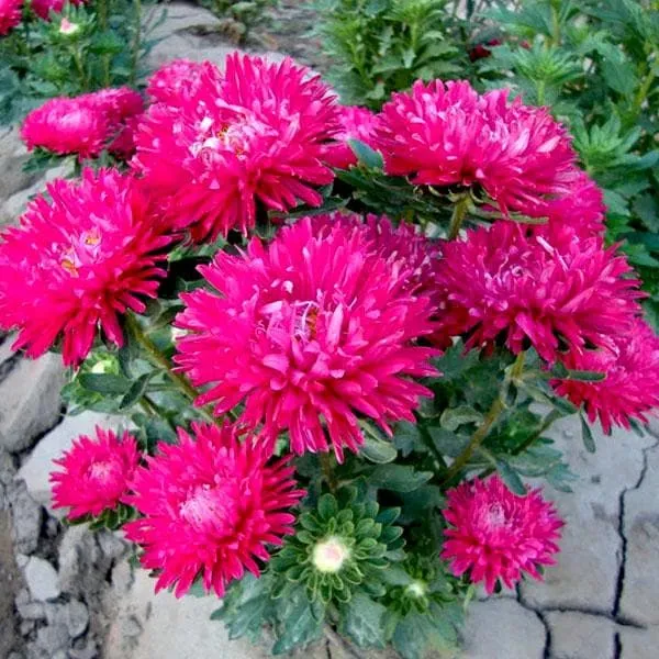 Magenta Aster Flower Seeds, Bold & Vibrant Blooms, Easy to Grow, Non-GMO