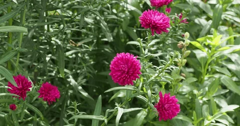 Magenta Aster Flower Seeds, Bold & Vibrant Blooms, Easy to Grow, Non-GMO