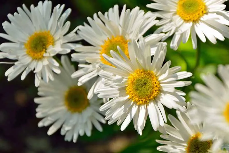 Yellow & White Aster Seeds – Bright Bi-Color Blooms, Non-GMO