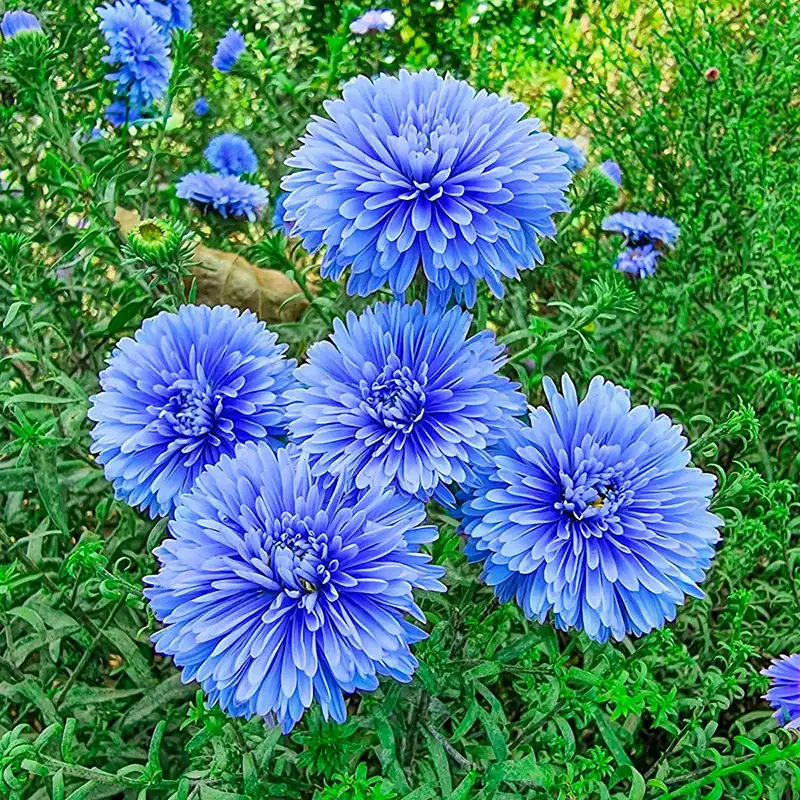 Blue & White Aster Seeds – Striking Bi-Color Blooms for Garden Planting
