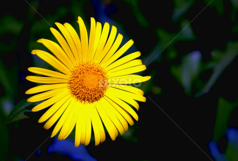 Yellow Aster Flower Seeds , Bright Golden Blooms, Easy to Grow, Non-GMO