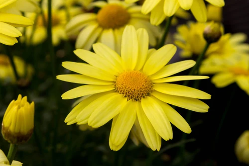 Yellow Aster Flower Seeds , Bright Golden Blooms, Easy to Grow, Non-GMO