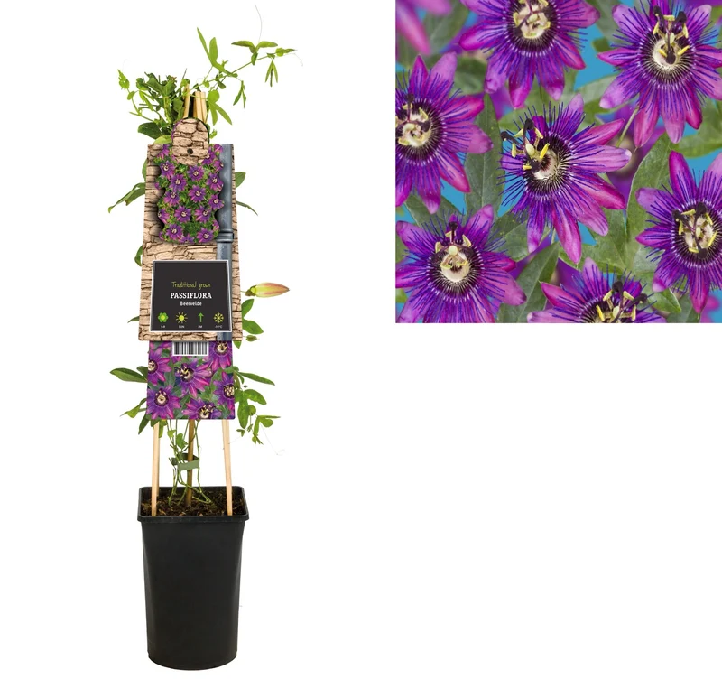 Kletterpflanze Passiflora Beervelde (Passionsblume)