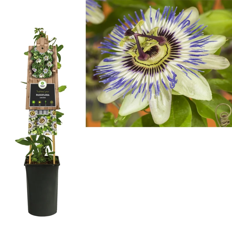 Kletterpflanze Passiflora caerulea (Passionsblume)