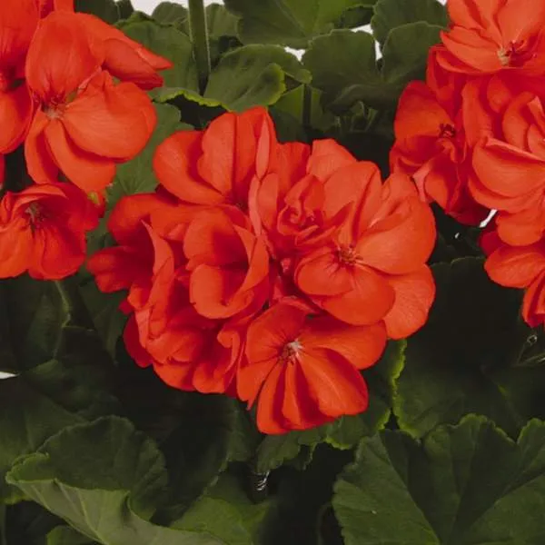 Orange Geranium Seeds – Bright Fiery Blooms for Garden Planting