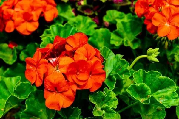 Orange Geranium Seeds – Bright Fiery Blooms for Garden Planting