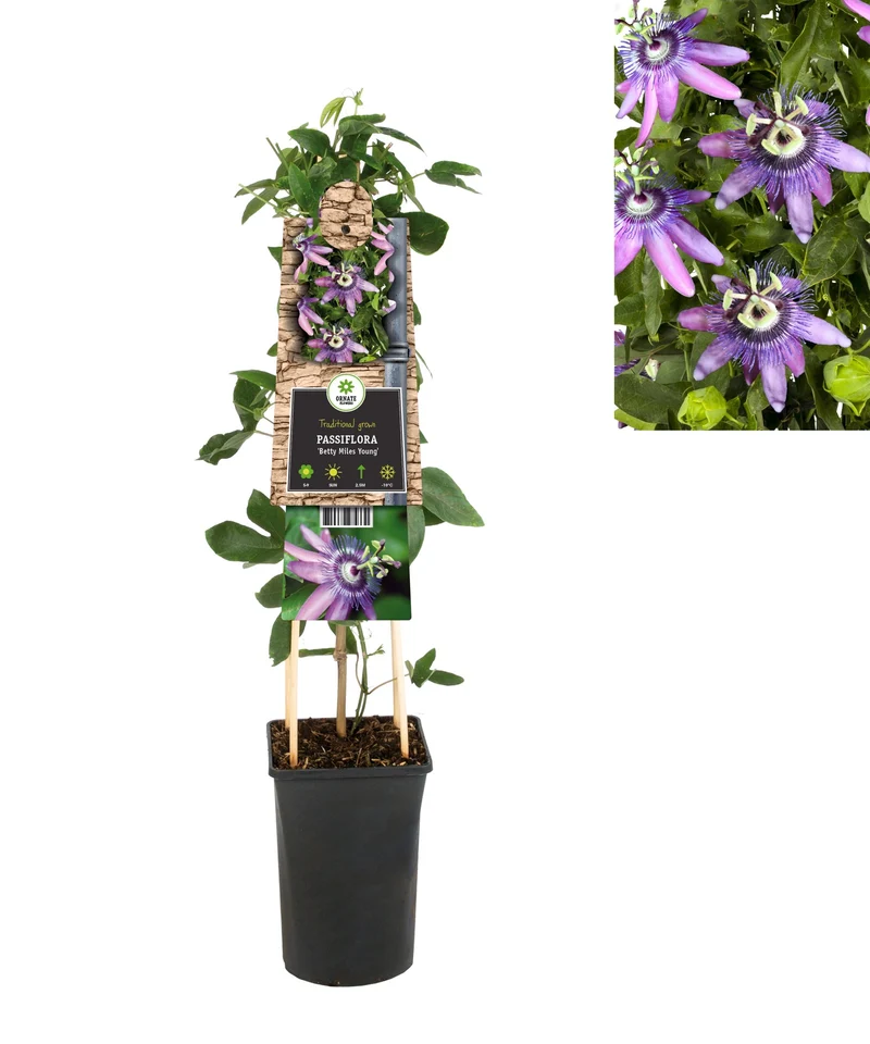 Kletterpflanze Passiflora Betty Miles Young (Passionsblume)