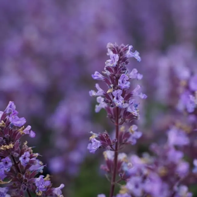 Katzenminze 'Purrsian Blue'® Violett
