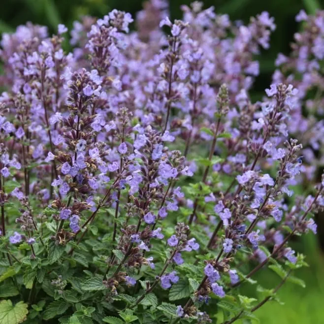Katzenminze 'Purrsian Blue'® Violett