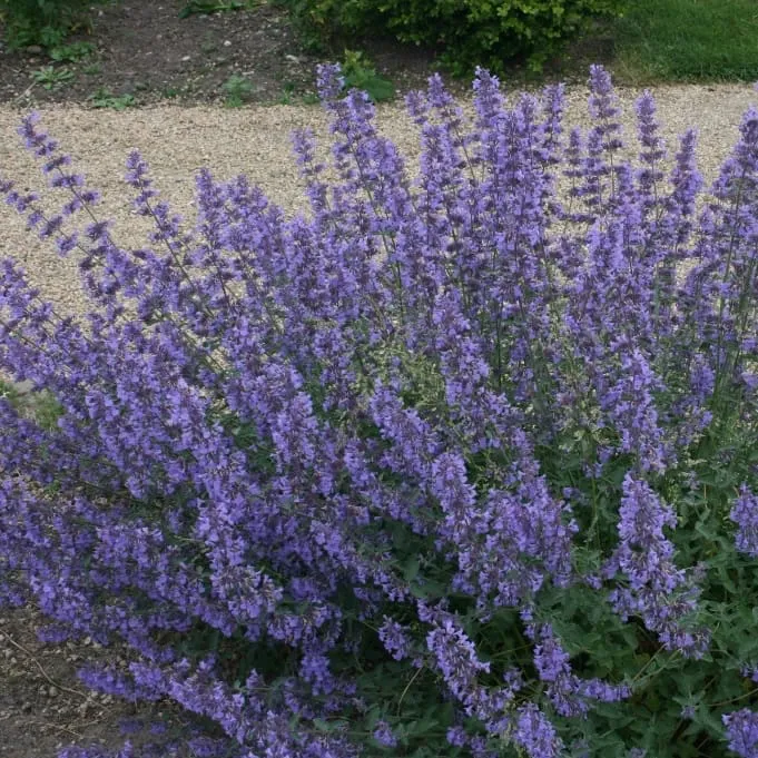 Katzenminze 'Walkers Low' Violett