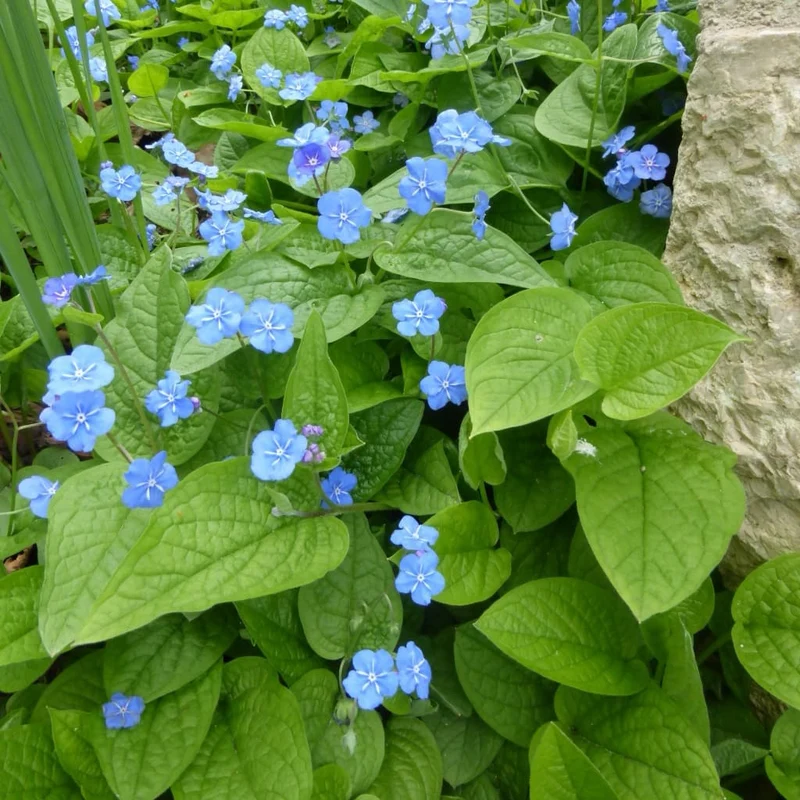 Gedenkemein Blau