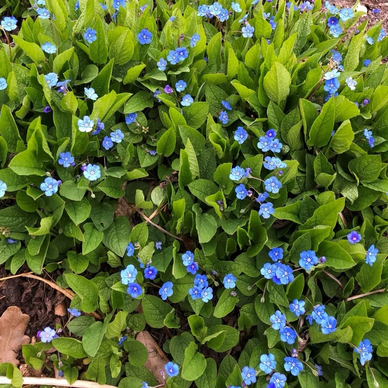 Gedenkemein Blau