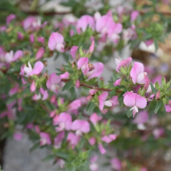 Hauhechel Rosa