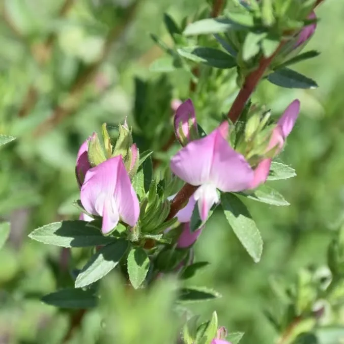 Hauhechel Rosa