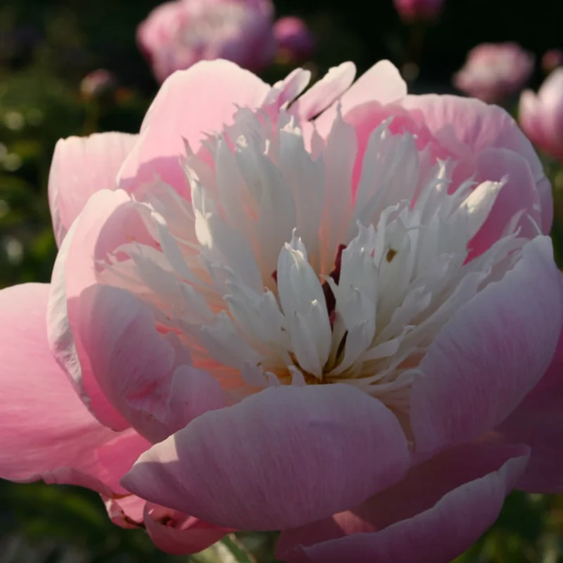 Pfingstrose 'Bowl of Beauty' Rosa