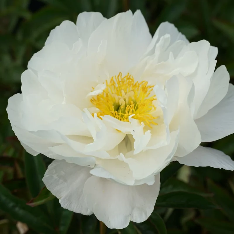 Pfingstrose 'Duchesse de Nemours' Weiß