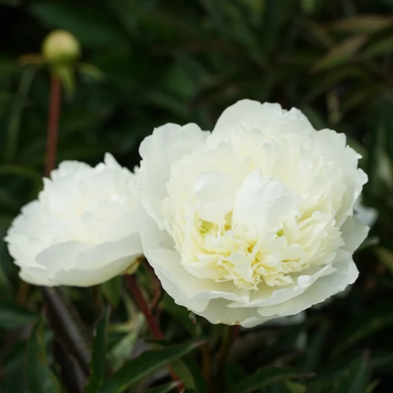 Pfingstrose 'Duchesse de Nemours' Weiß