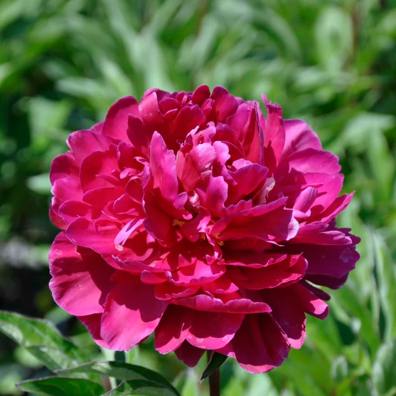 Pfingstrose 'Karl Rosenfield' Purpur