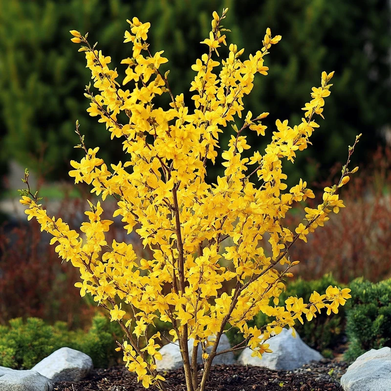 Forsythia Seeds – Hardy Early-Spring Shrub with Abundant Golden Flowers