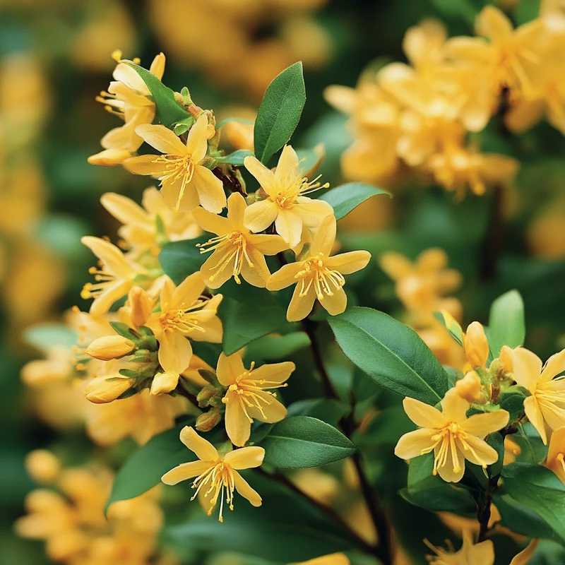Compact Early Golden Flower Shrub Seeds – Bright Golden Blooms in Early Spring