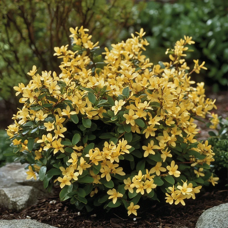 Compact Early Golden Flower Shrub Seeds – Bright Golden Blooms in Early Spring
